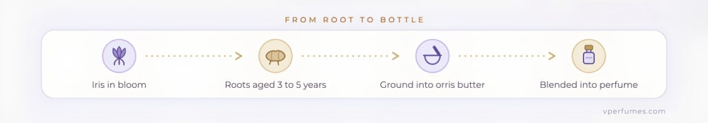 A graphic illustration of Orris perfume evolution
